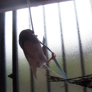 セキセイインコの遊び