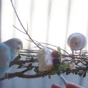 セキセイインコの遊び