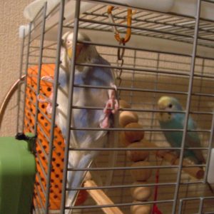 ケージから出たいセキセイインコ