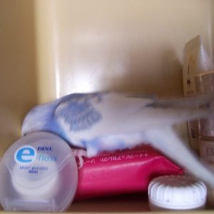 セキセイインコの遊び