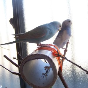 セキセイインコの遊び