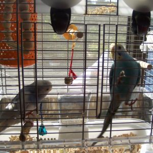 ケージから出たいセキセイインコ