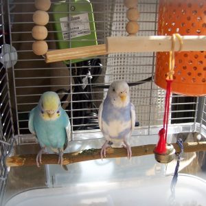 日向ぼっこするセキセイインコ