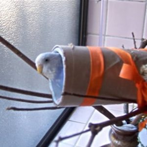 セキセイインコの遊び