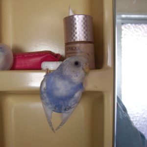 セキセイインコの遊び