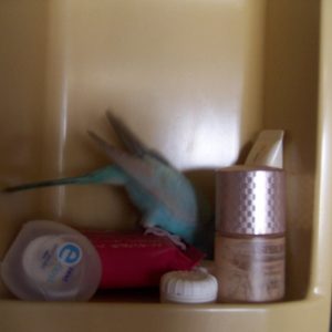 セキセイインコの遊び