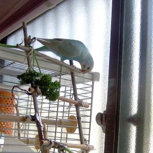 セキセイインコの遊び