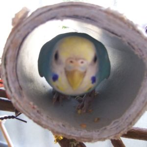 セキセイインコの遊び