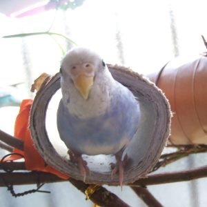 セキセイインコの遊び