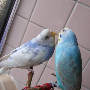セキセイインコの仲直り