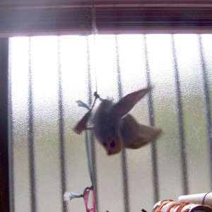 セキセイインコの遊び