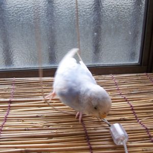 セキセイインコの遊び