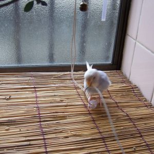 セキセイインコの遊び