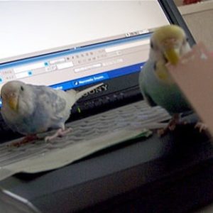 セキセイインコの遊び