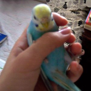 セキセイインコのレインボー