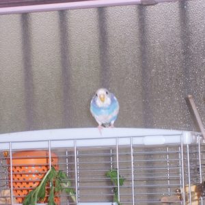 セキセイインコとの生活