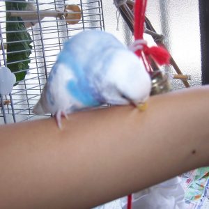セキセイインコの飼い方の注意点