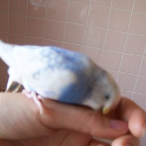 セキセイインコの飼い方の注意点