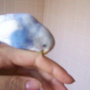 セキセイインコの飼い方の注意点