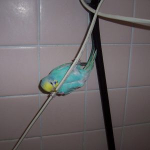 セキセイインコの飼い方の注意点