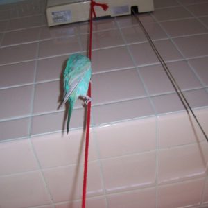 セキセイインコの飼い方の注意点