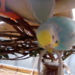 セキセイインコの飼い方の注意点