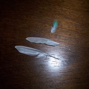セキセイインコの羽根