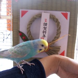 セキセイインコとの生活