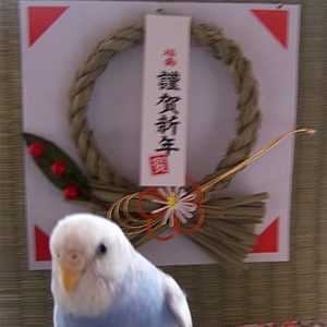 セキセイインコとの生活