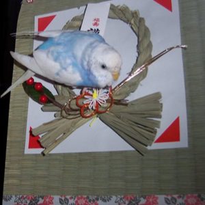 セキセイインコとの生活