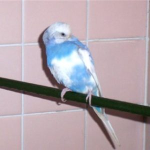セキセイインコのライラック