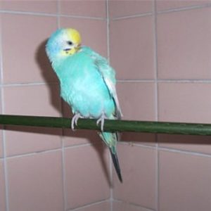 セキセイインコのレインボー