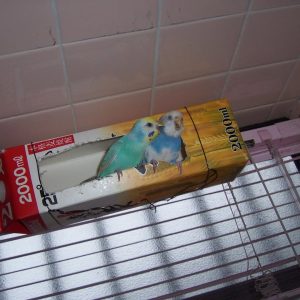 セキセイインコとの生活