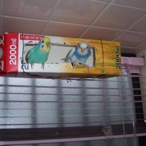 セキセイインコとの生活