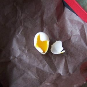 セキセイインコの卵