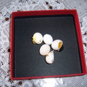 セキセイインコの卵