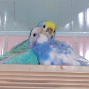セキセイインコとの生活