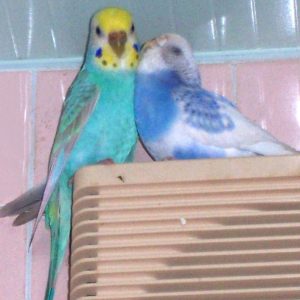 セキセイインコとの生活