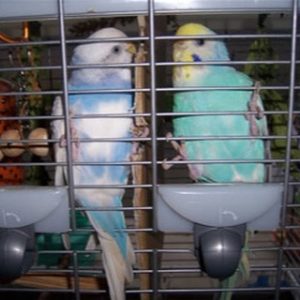 ケージから出たいセキセイインコ