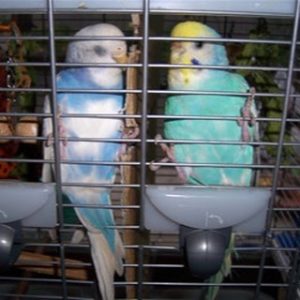 ケージから出たいセキセイインコ