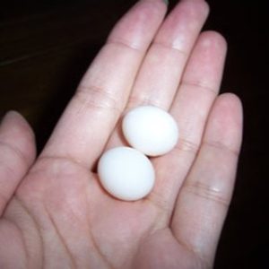 セキセイインコの卵