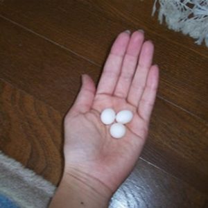 セキセイインコの卵