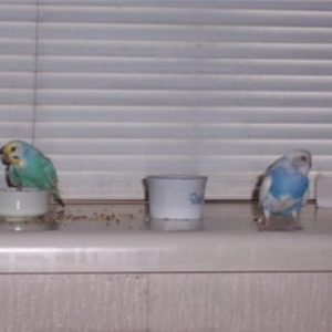 セキセイインコ青色