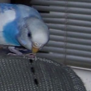♡セキセイインコのライラック