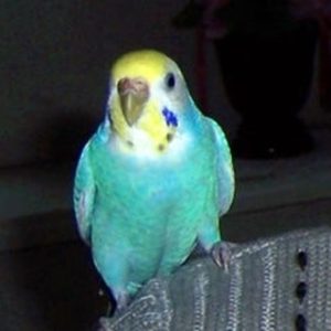 セキセイインコのレインボー