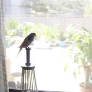 セキセイインコとの生活