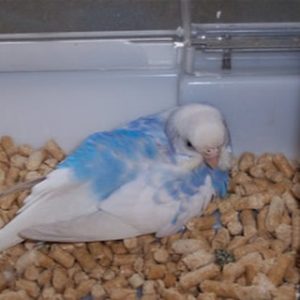 セキセイインコの卵