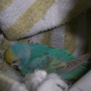 セキセイインコの卵