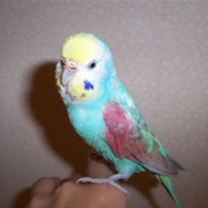 セキセイインコの飼い方の注意点