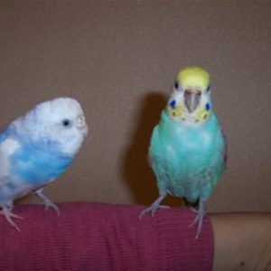 セキセイインコの飼い方の注意点